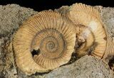 Dactylioceras Ammonite Cluster - Germany #64562-2